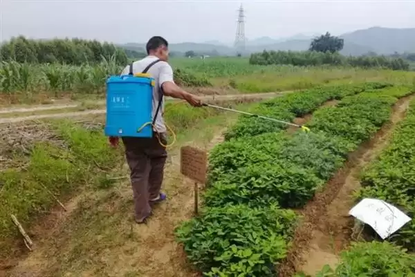 图片[3]-花生叶面喷肥，不同肥料种类的喷施方法会对效果产生多大差异？-会东网