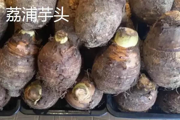 图片[2]-广西省荔浦市的荔浦马蹄久负盛名，它的品质优势体现在哪里？-会东网
