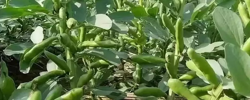 蚕豆一亩产多少斤?为何产量一般在150-200公斤左右/亩?-会东网