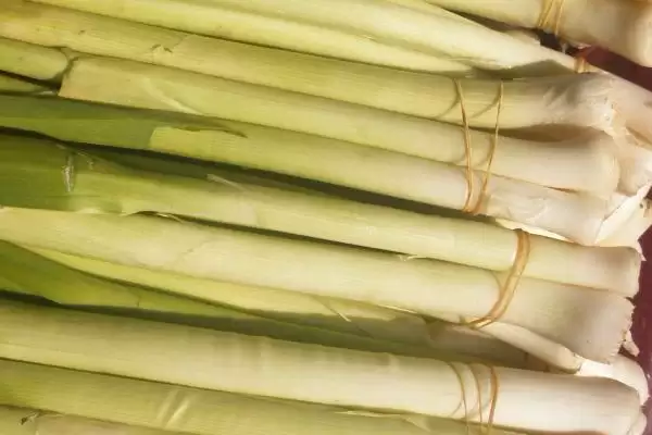 图片[5]-哪五种特种蔬菜食用和营养价值高还比较赚钱？-会东网