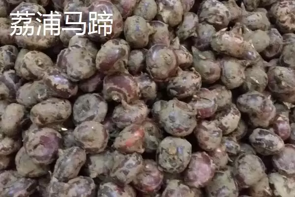 图片[3]-广西省荔浦市的荔浦马蹄久负盛名，它的品质优势体现在哪里？-会东网