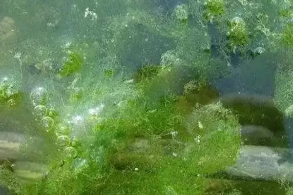 图片[3]-晴天上午投放草虾苗有什么好处？草虾的养殖技术还有哪些关键步骤和注意事项？-会东网