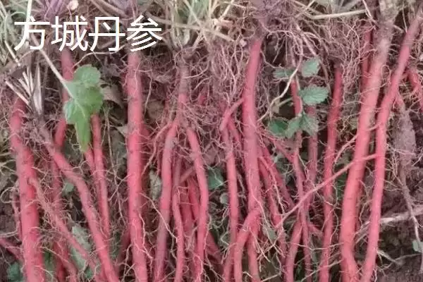 图片[8]-河南省驻马店市的平舆白芝麻、正阳三黄鸡、正阳花生等特产，是如何成为当地特色的？-会东网