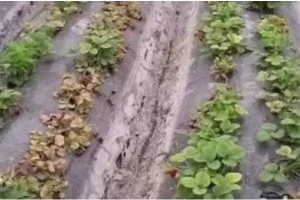 图片[2]-黄豆有机肥为何是中性或偏酸性肥料？对土壤有什么影响？-会东网