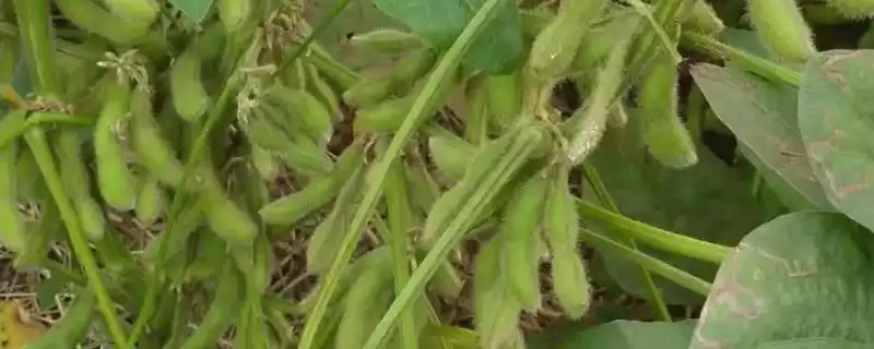 早熟品种的海研豆6号大豆种子,早熟特性对种植和销售有何优势?-会东网