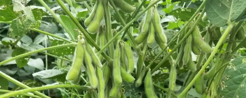 阜豆31大豆种子,比对照品种中黄13晚熟3天,晚熟对其品质和产量有何影响?-会东网