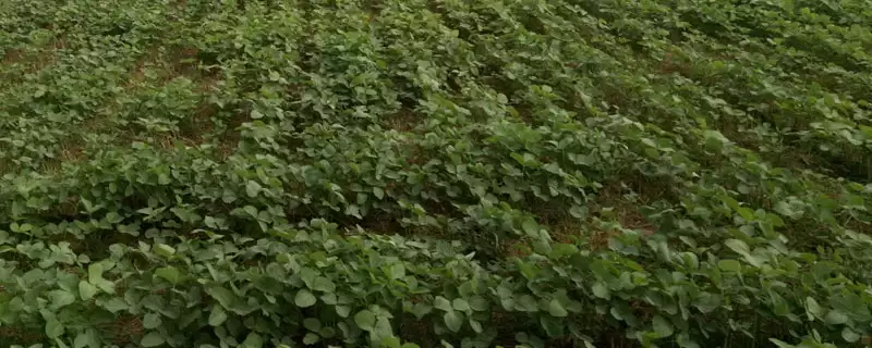 黑农48大豆种子，还有哪些值得关注的特性和优势？-会东网