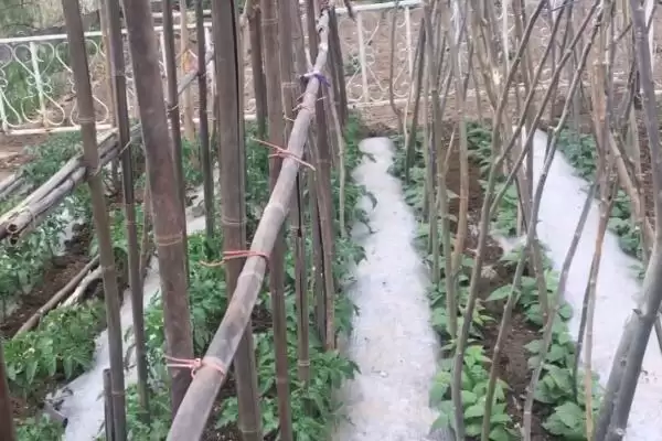 图片[6]-刀豆选择排水良好的砂壤土种植为佳，这与刀豆的生长习性有什么关系？刀豆的种植技术还有哪些要点？-会东网