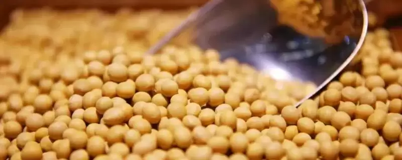 0天的冀豆23大豆品种,有何特性?-会东网
