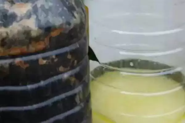 图片[4]-豆浆浇花为何需充分发酵后使用？发酵后的豆浆对花卉有哪些营养成分？-会东网