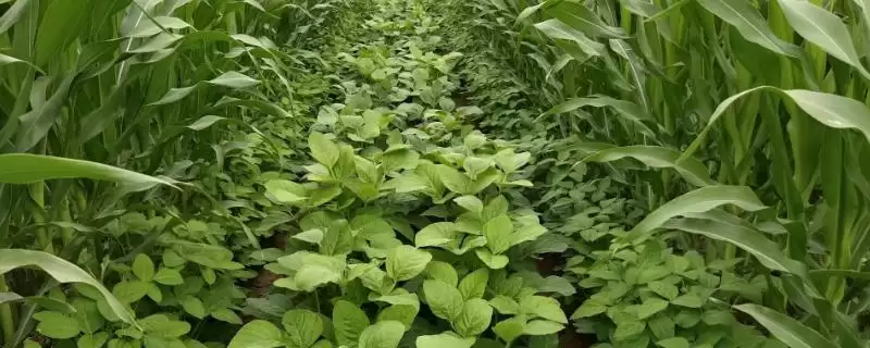 飞龙36大豆品种,在适应区五月上旬播种有什么气候和土壤优势?-会东网