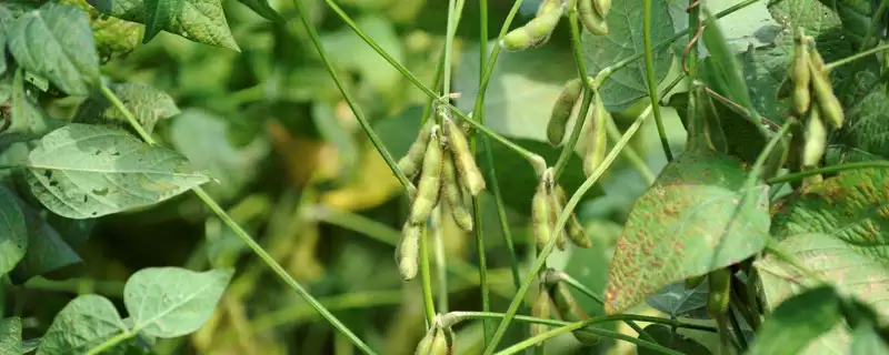夏大豆品种的菏豆33号大豆种子，与其他夏大豆品种相比有何优势？-会东网