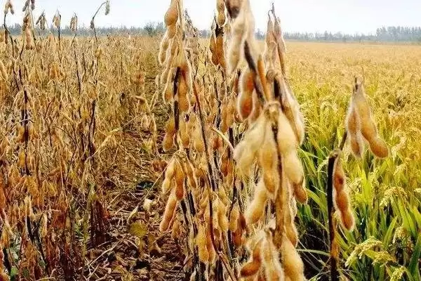 图片[2]-阜豆31大豆种子，比对照品种中黄13晚熟3天，晚熟对其品质和产量有何影响？-会东网