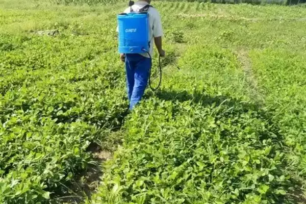 图片[5]-花生叶面喷肥，不同肥料种类的喷施方法会对效果产生多大差异？-会东网