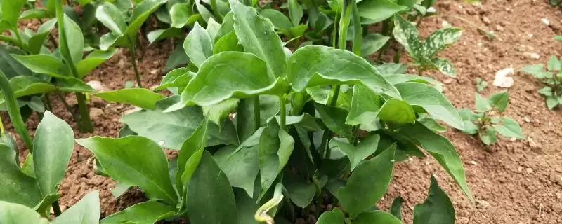 天南星科多年生草本植物半夏,还有哪些你不了解的?-会东网