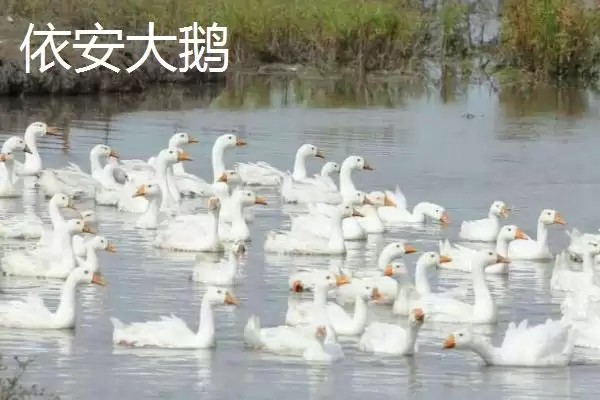 图片[7]-黑龙江省依安县的依安紫花油豆角、依安甜菜等特产，是如何培育出特色的？-会东网
