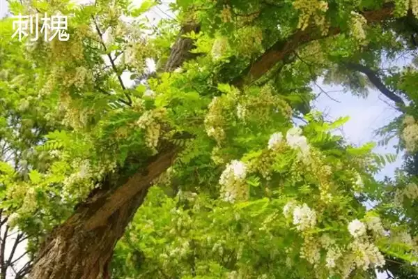 图片[5]-榕树、红树等常见树种为何根系发达？根系发达对它们的生存有何意义？-会东网