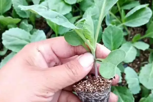 图片[6]-夏播甘蓝选在7月下旬左右种植，这与甘蓝的生长习性有何关系？甘蓝的种植方法还有哪些？-会东网