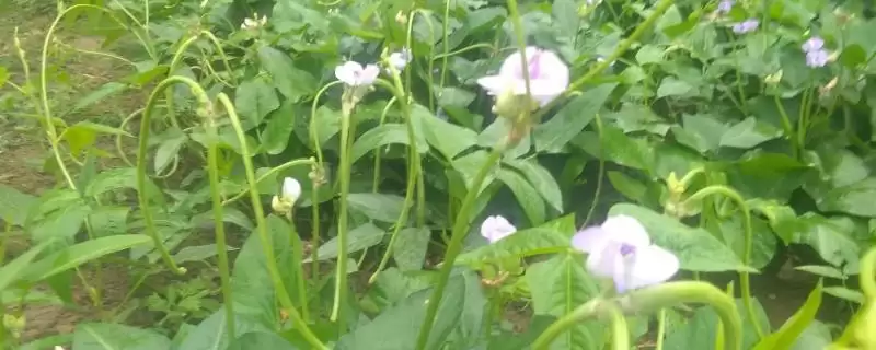 豆角开花期打磷酸二氢钾叶面肥，对豆角的产量和品质提升有多大作用？-会东网