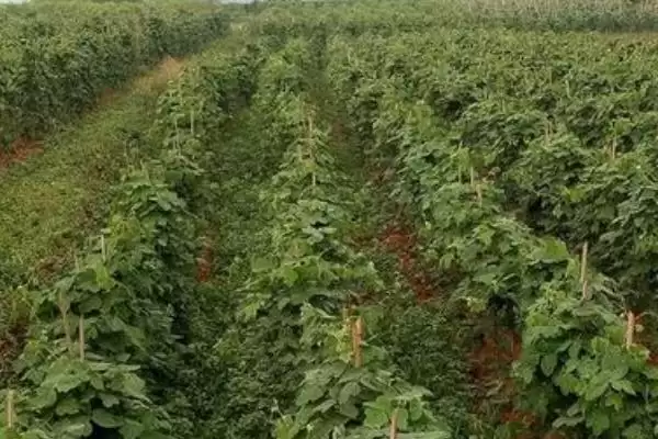 图片[2]-菜用葛根种植前景广阔，到底是哪些因素造就的？-会东网