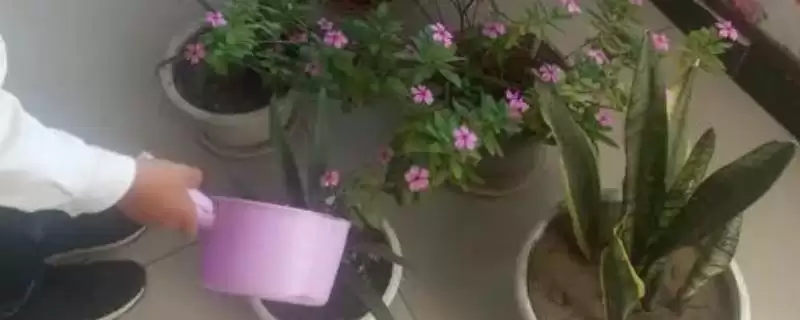豆浆浇花为何需充分发酵后使用?发酵后的豆浆对花卉有哪些营养成分?-会东网
