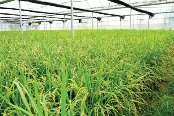 图片[5]-施肥时用充分腐熟的有机肥，真的能有效防治地蚕吗？防治地蚕还有哪些土办法？-会东网