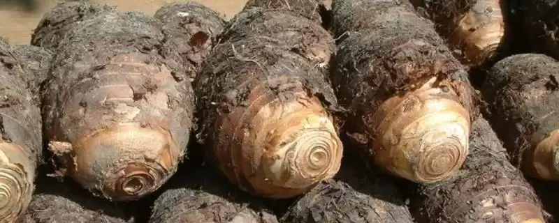 广西省荔浦市的荔浦马蹄久负盛名,它的品质优势体现在哪里?-会东网