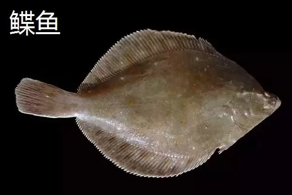 图片[4]-黄尾鲽鱼为何生长于加拿大深海海域？深海环境对其有何影响？-会东网
