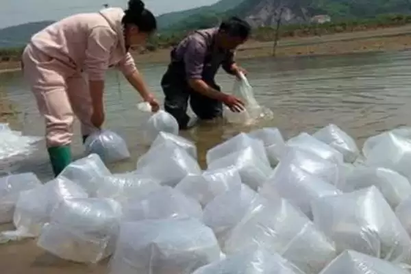 图片[7]-斑节对虾为何一般栖息于浅海海域？其产地还有哪些特点？-会东网