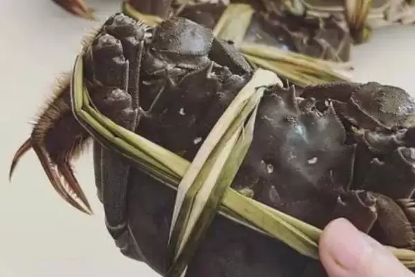 图片[2]-洪湖市大闸蟹品质佳，当地苛刻的水域环境起到了哪些关键作用？-会东网
