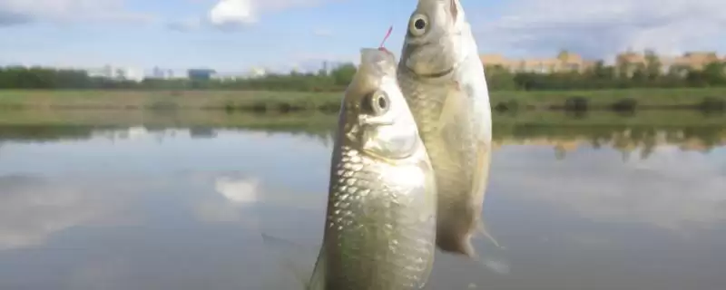 钓鲫鱼时,不同钩型对应的号数该如何选择?钩号对钓鲫鱼的效果有何影响?-会东网