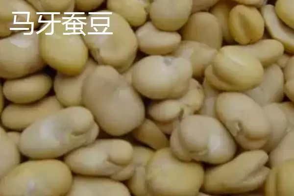 图片[6]-蚕豆播种前为何要浸种？其完整的种植方法是怎样的？-会东网