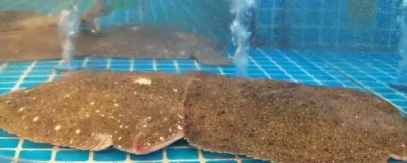 多宝鱼常见病害的防治,根据具体防治对象采取措施真的有效吗?有哪些成功案例?-会东网