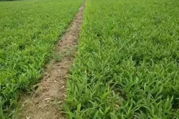 图片[3]-天南星科多年生草本植物半夏，还有哪些你不了解的？-会东网