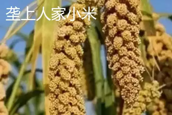 图片[4]-河北省宽城县的扒鸡蛋作为当地特色菜，有怎样独特的制作工艺？-会东网