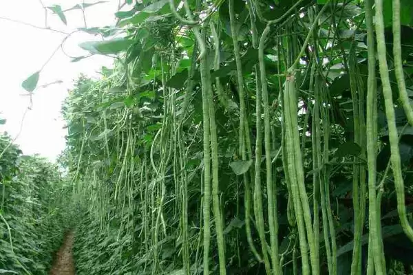 图片[2]-打了农药的豆角间隔7天收获的依据是什么？时间过短或过长会有什么影响？-会东网