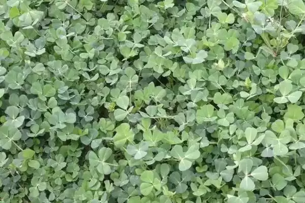 图片[3]-一二年生草本植物金花菜，还有哪些你不知道的？-会东网