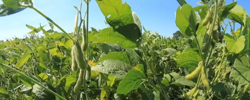 佳豆18大豆种，为什么要适当增加种植密度？-会东网