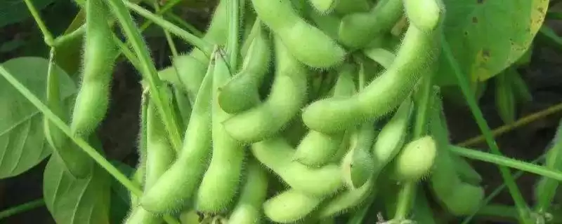 中熟品种的吉黑8号大豆种子,中熟阶段的管理要点有哪些?-会东网
