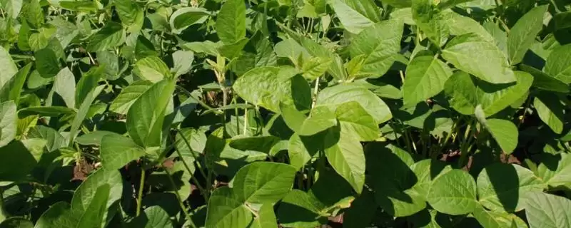 大豆种植中科学中耕有什么作用？大豆的种植注意事项还有哪些方面？-会东网