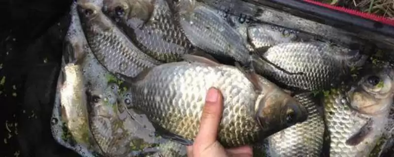 钓鲫鱼看似简单,速钓却不简单,速钓鲫鱼有哪些关键技巧和方法?-会东网