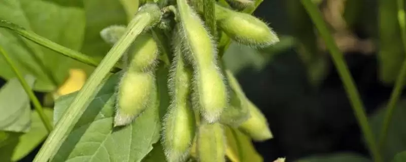5天的科豆23大豆种子,还有哪些值得了解的?-会东网