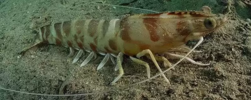 斑节对虾为何一般栖息于浅海海域?其产地还有哪些特点?-会东网