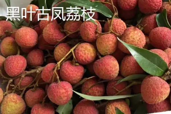 图片[11]-广西梧州市的上汤河粉作为特色美食，它的独特风味是如何形成的？-会东网