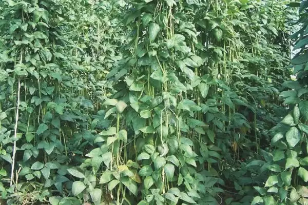 图片[3]-豇豆根腐病，实行轮作换茬能有效防治吗？还有哪些措施？-会东网