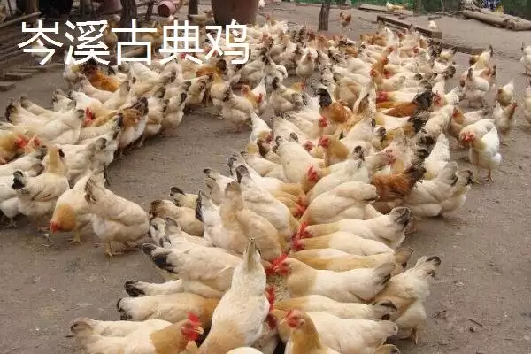 图片[7]-广西梧州市的上汤河粉作为特色美食，它的独特风味是如何形成的？-会东网