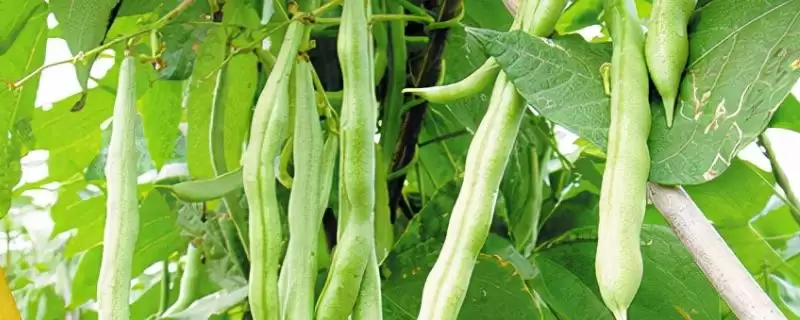 豆角为何具有一定的耐旱性？这种特性对其生长和种植有何影响？-会东网