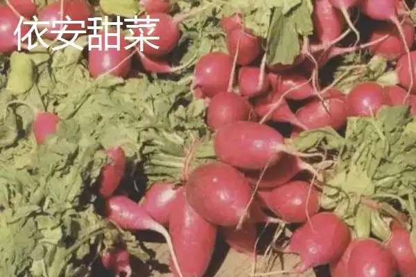 图片[3]-黑龙江省依安县的依安紫花油豆角、依安甜菜等特产，是如何培育出特色的？-会东网