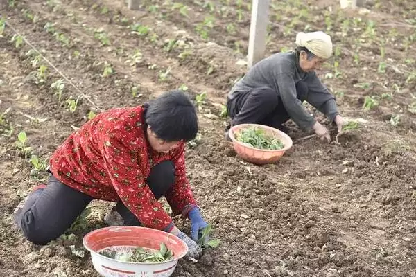 图片[8]-夏播甘蓝选在7月下旬左右种植，这与甘蓝的生长习性有何关系？甘蓝的种植方法还有哪些？-会东网