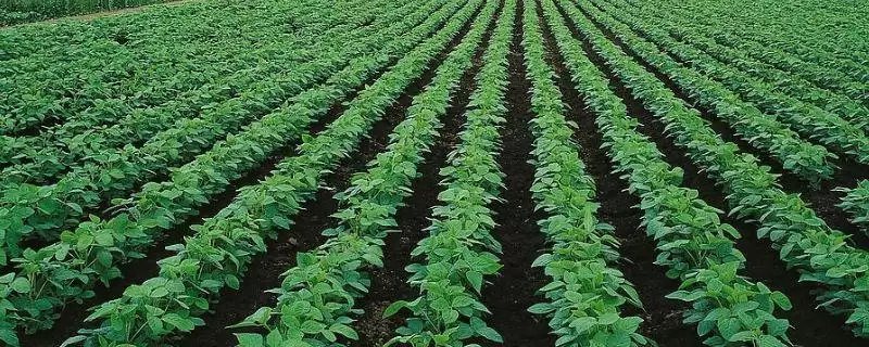 嘉科1号大豆种子,适宜播期为6月10~20日的原因是什么?-会东网